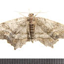 Image of One-spotted Variant Moth