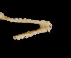 Image de Micronycteris subgen. Schizonycteris Porter, Hoofer, Cline, Hoffmann & Baker 2007