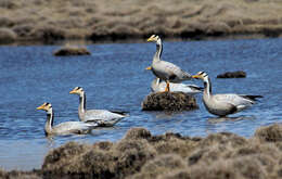 Image of Bar-headed Goose