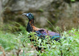 Imagem de Lophophorus lhuysii Geoffroy Saint-Hilaire & A 1866