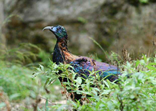 Imagem de Lophophorus lhuysii Geoffroy Saint-Hilaire & A 1866