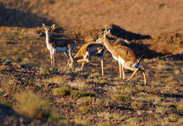 Image of Goitered Gazelle