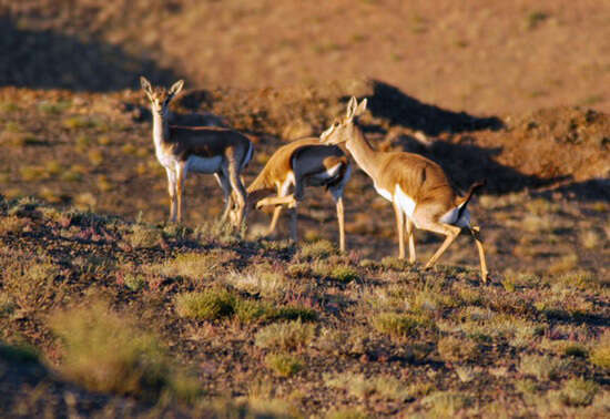 Image of Goitered Gazelle