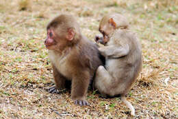 Image of Rhesus Monkey