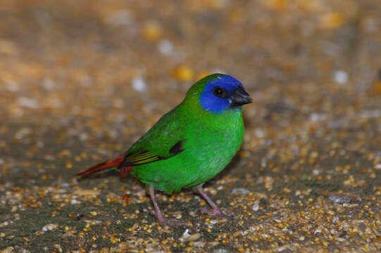 Image of Blue-faced Parrot-Finch