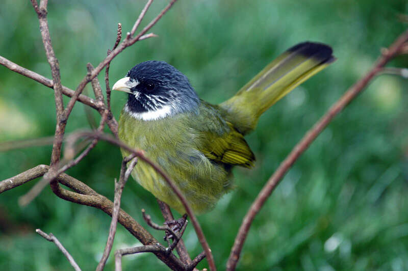 Image of Collared Finchbill