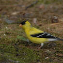 Image of Carduelis tristis