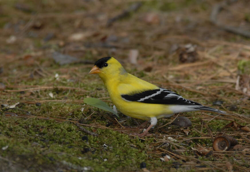 Image of Carduelis tristis