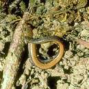 Image of Eastern Red-backed Salamander