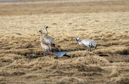 Image of Common Crane