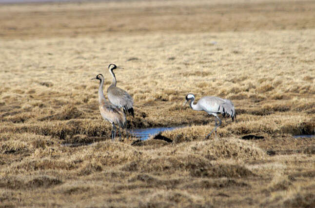 Image of Common Crane