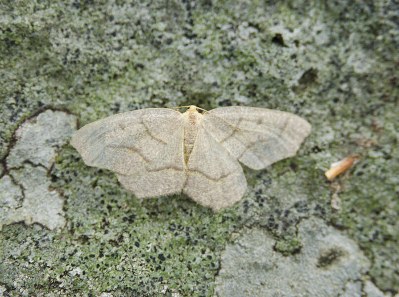 Image of Hemlock Looper