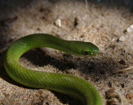 Image of Smooth Green Snake