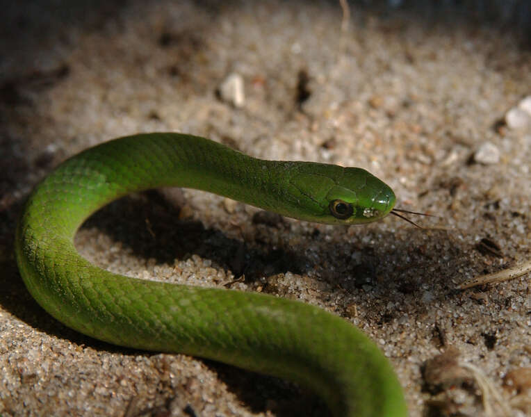 Smooth Green Snake - Encyclopedia of Life