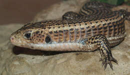 Image of plated lizards