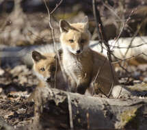 Image de renard, renard roux