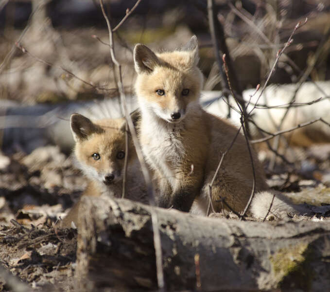 Image of fox, red fox