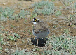 Image of Little Ringed Plover