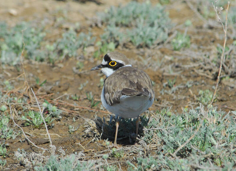 Image of Little Ringed Plover