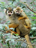 Image of New World monkeys