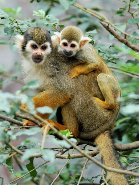 Image of New World monkeys