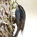 Image of Bar-tailed Treecreeper