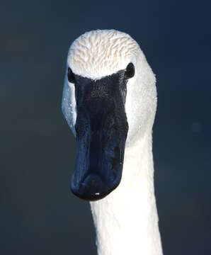 Image of Trumpeter Swan