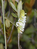 Image of braconid wasps