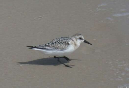 Image of Sanderling