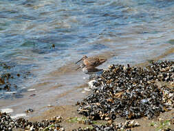 Image of Dunlin