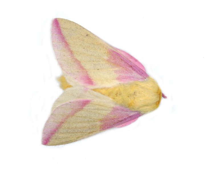 Maryland Native Wildlife: Rosy Maple Moth (Dryocampa rubicunda)