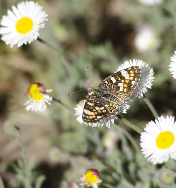 Image of Phyciodes pulchella