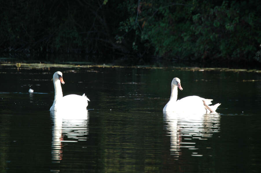 Image de Cygne muet