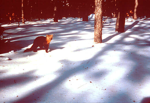 Image of American Marten