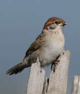 Image of Eurasian Tree Sparrow