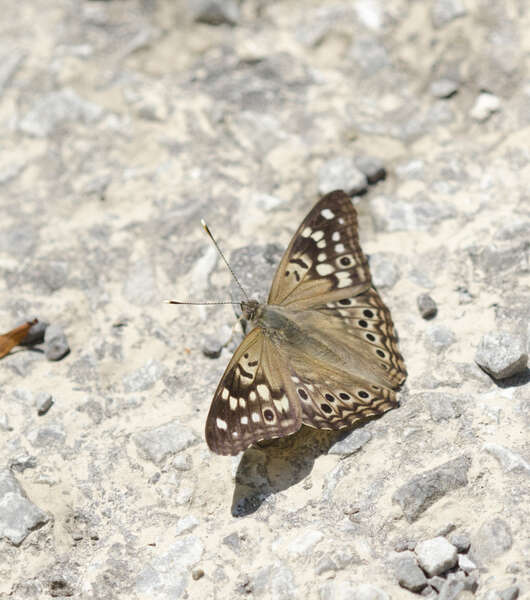 Image of Asterocampa