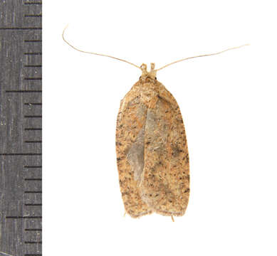 Image of Four-dotted Agonopterix