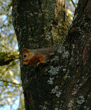 Image of Eastern Fox Squirrel