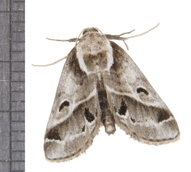 Image of Baileya Moths