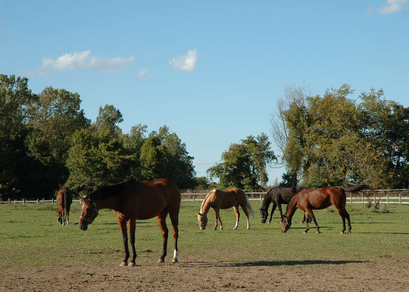 Sivun Equus subgen. Equus Linnaeus 1758 kuva