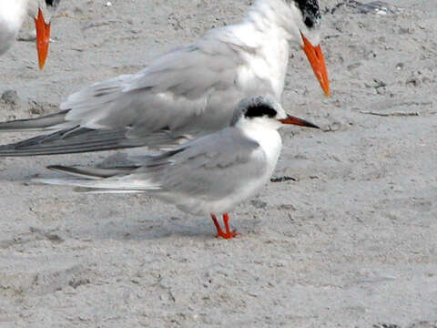 Image of Forster's Tern