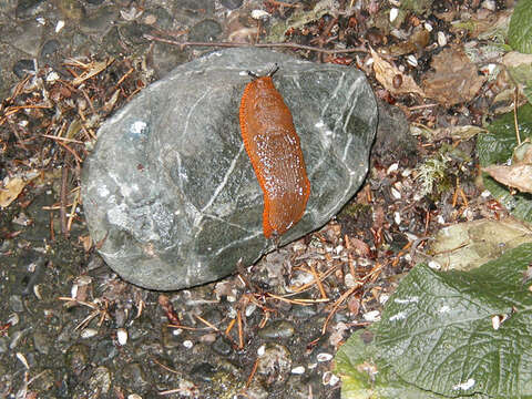 Image of Black slug