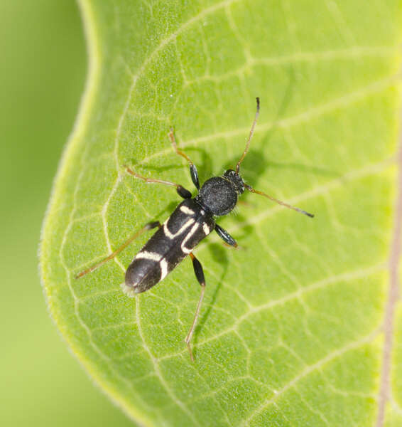 Image of Clytus