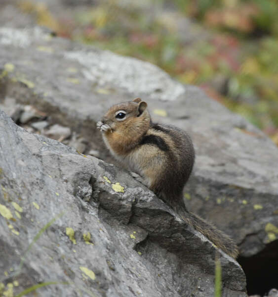 Callospermophilus Merriam 1897 resmi