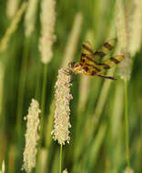 Celithemis eponina (Drury 1773) resmi