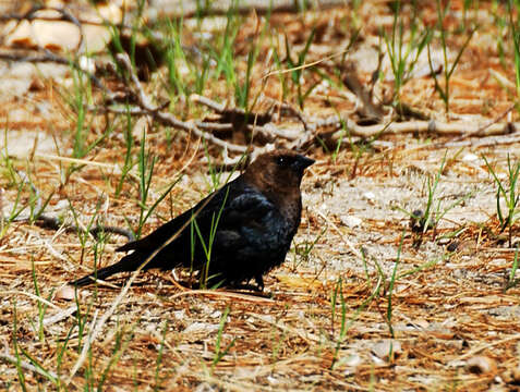 Image of Cowbird