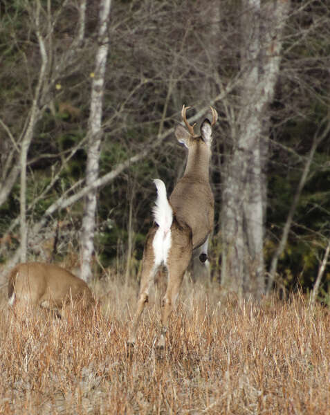 Image of White-tailed deer