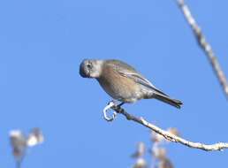 Image of Western Bluebird