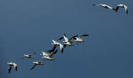 Image of Snow Goose