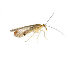 Image of scorpionflies